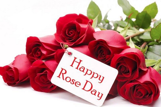 Happy Rose Day Quotes