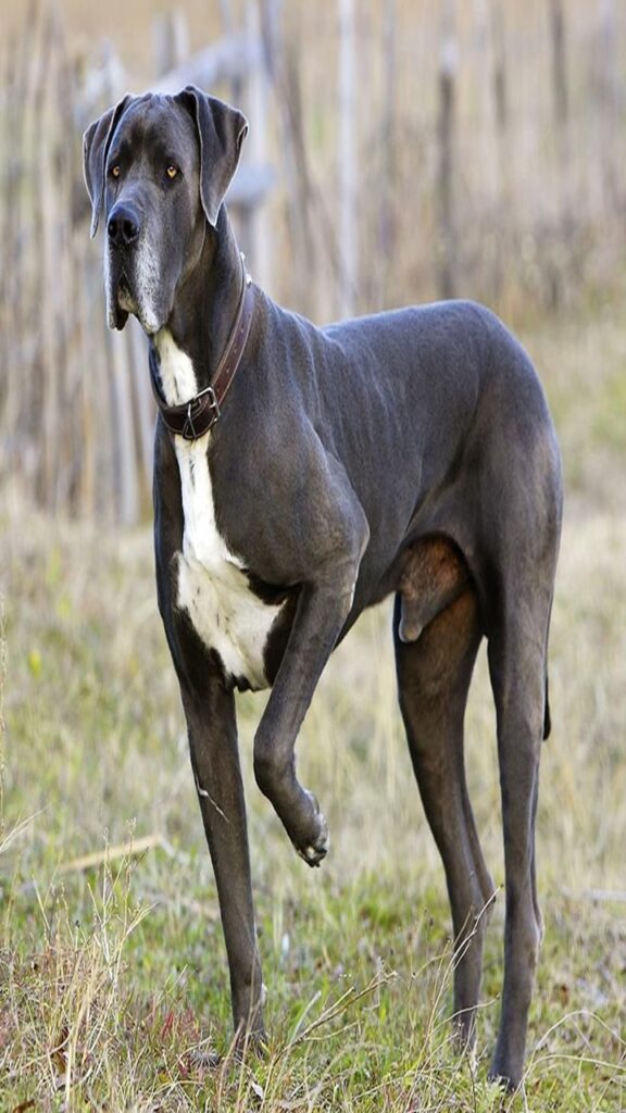 Great Dane