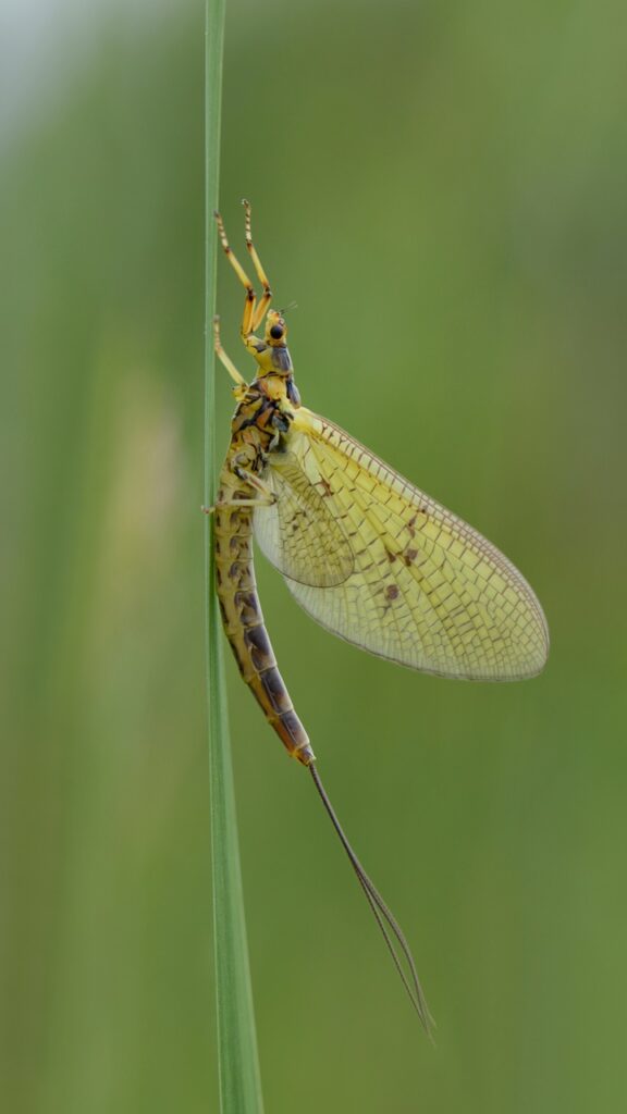 Mayfly (Order Ephemeroptera)