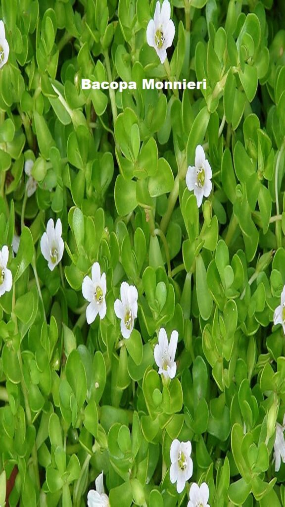 Bacopa Monnieri