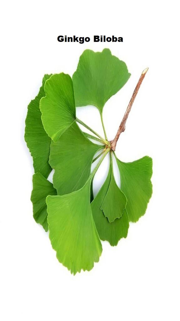 Ginkgo Biloba