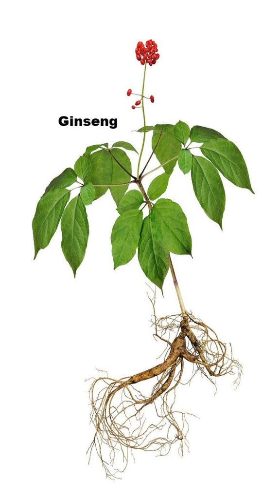 Ginseng