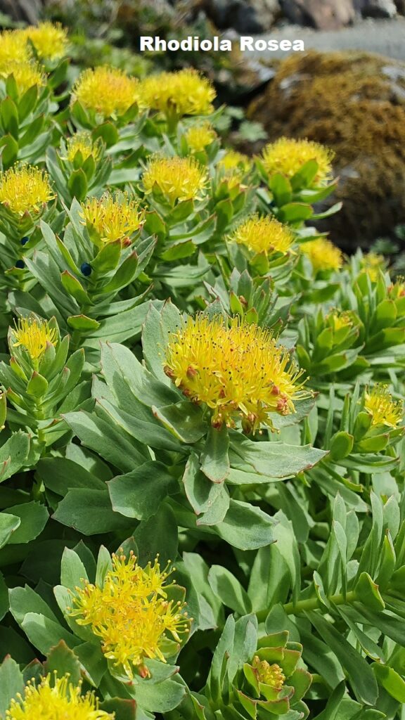 Rhodiola Rosea