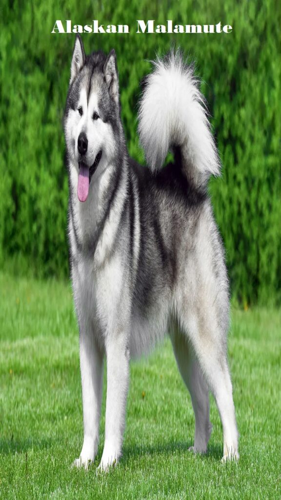 Alaskan Malamute