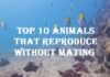 Top 10 Animals That Reproduce Without Mating Animals That Reproduce Without Mating