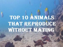 Animals That Reproduce Without Mating