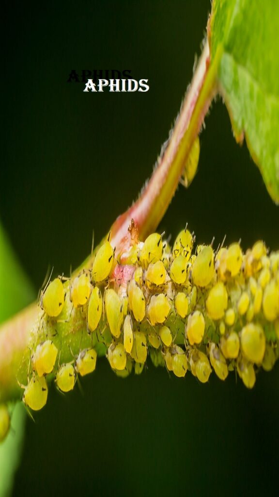 Aphids