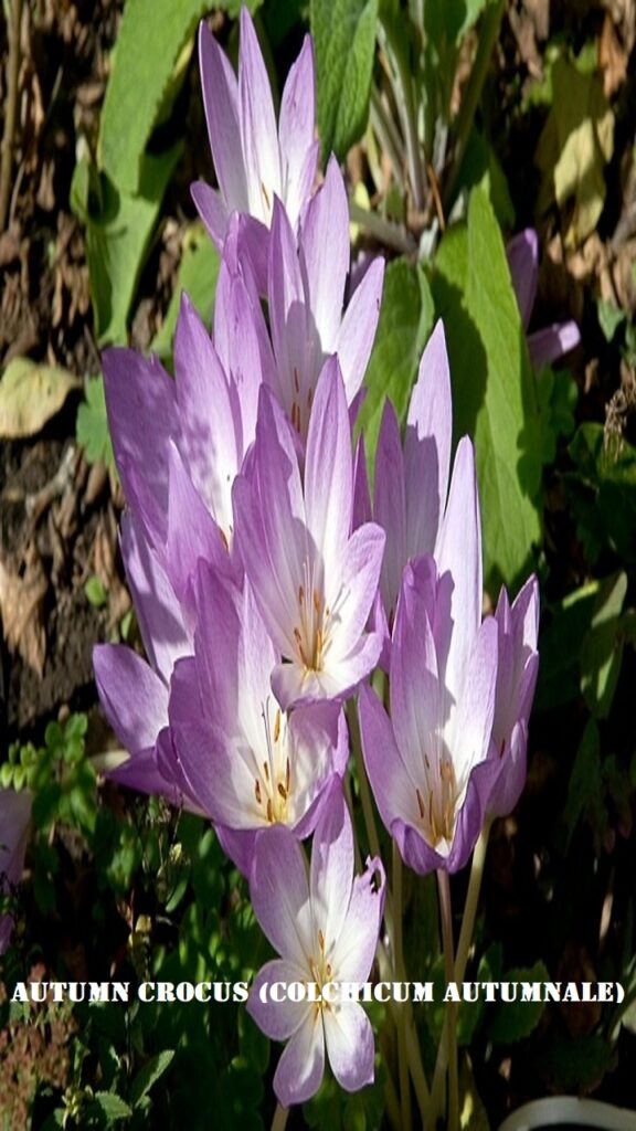 Autumn Crocus (Colchicum autumnale)