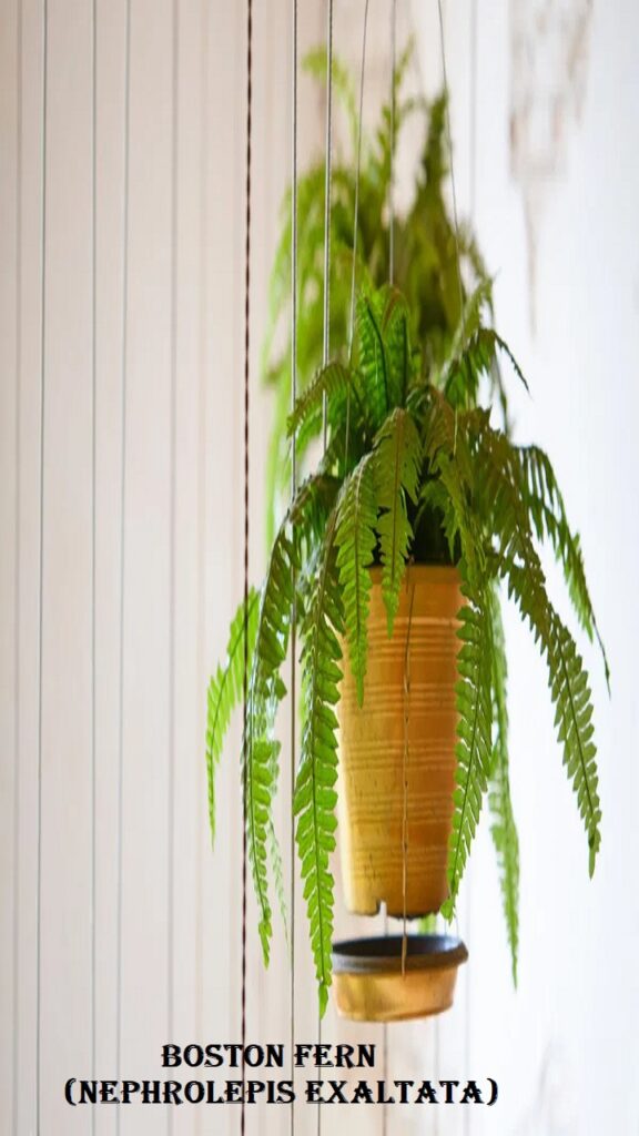 Boston Fern (Nephrolepis exaltata)