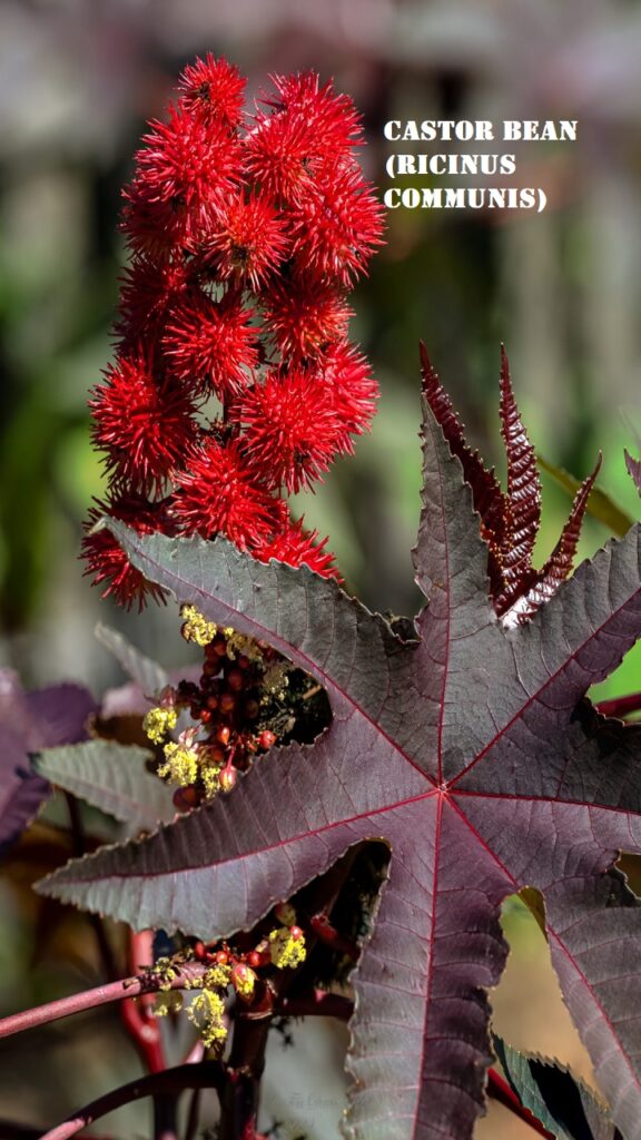 Castor Bean (Ricinus communis)