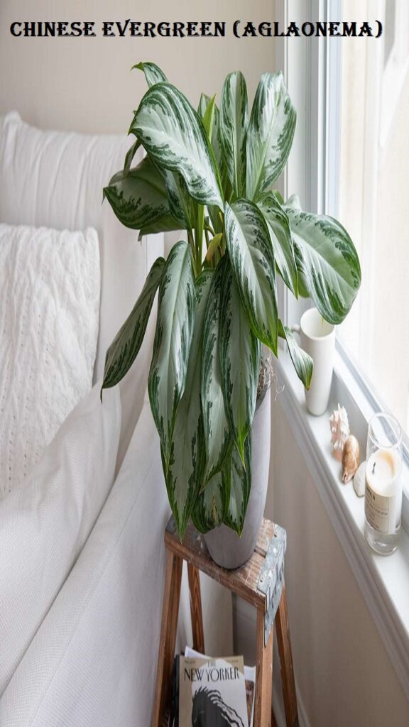 Chinese Evergreen (Aglaonema)