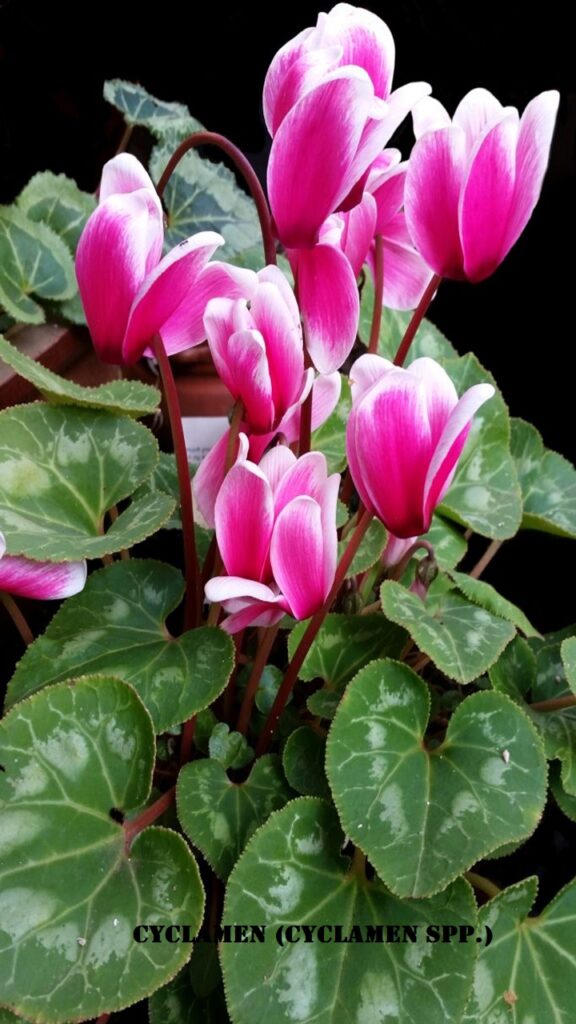 Cyclamen (Cyclamen spp.)