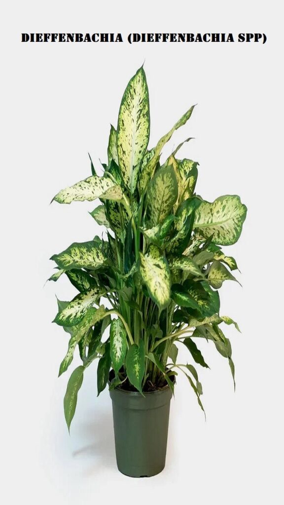 Dieffenbachia (Dieffenbachia spp)