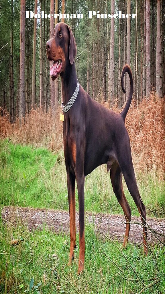 Doberman Pinscher