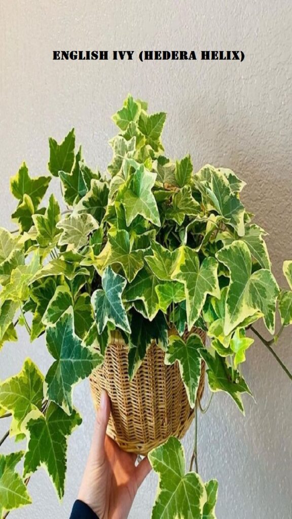 English Ivy (Hedera helix)