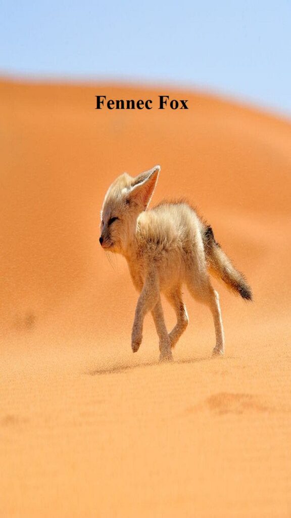 Fennec Fox