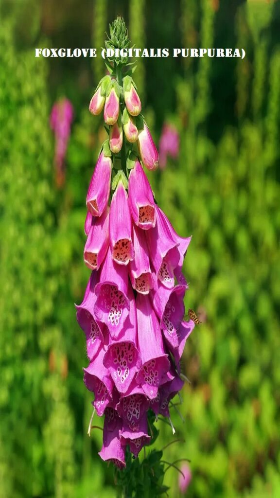 Foxglove (Digitalis purpurea)