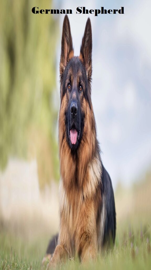 German Shepherd