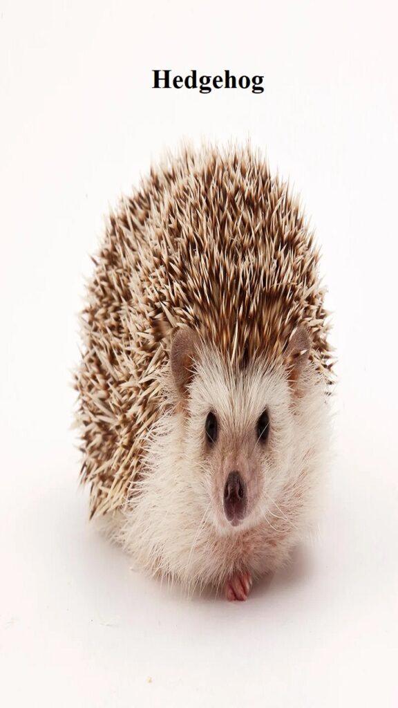 Hedgehog