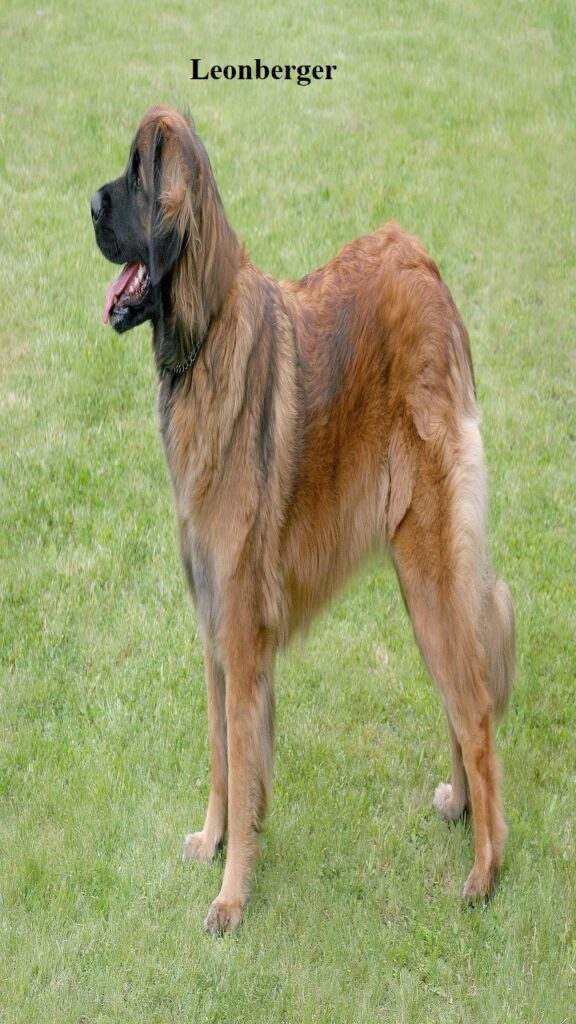 Leonberger