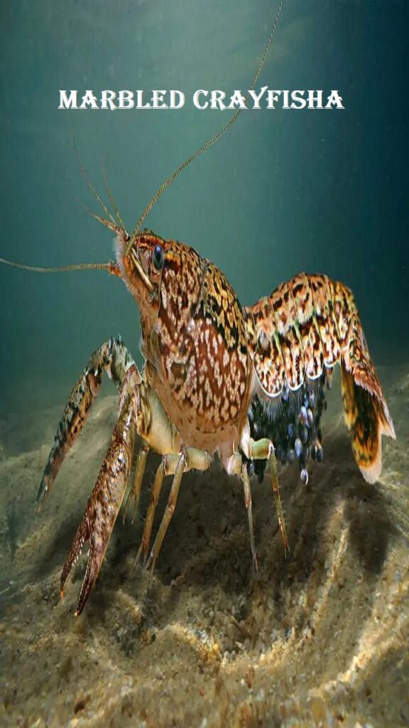 Marbled Crayfish