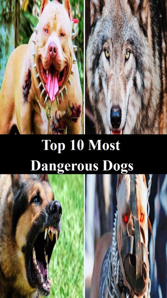 Most Dangerous Dogs