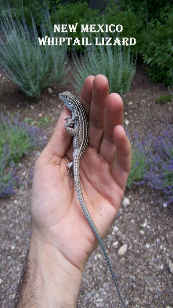 New Mexico Whiptail Lizard