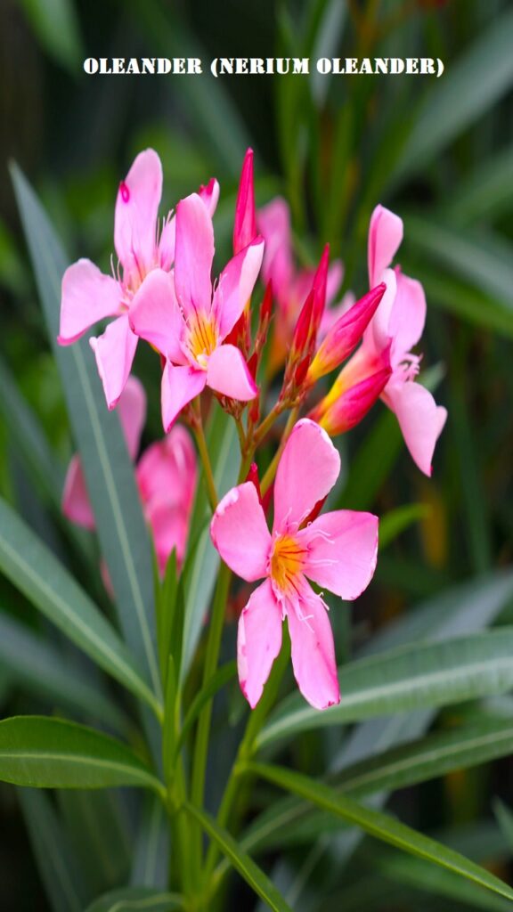 Oleander (Nerium oleander)