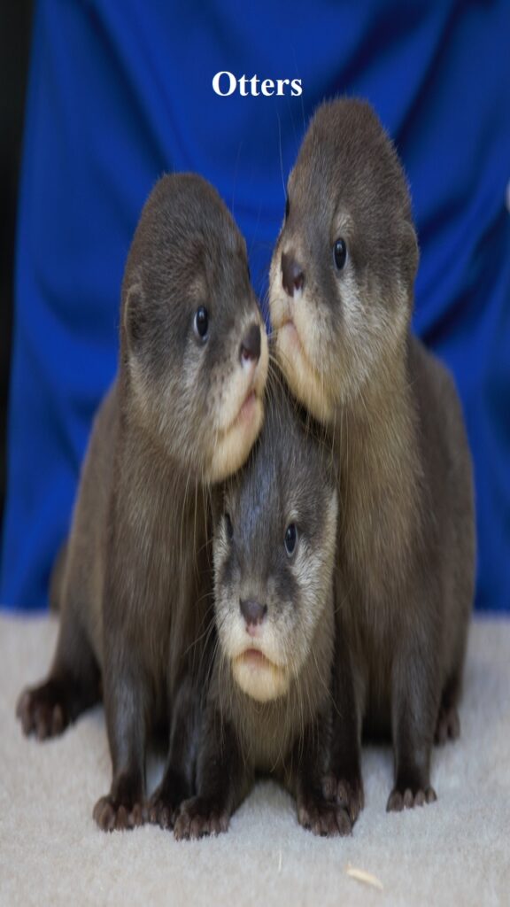 Otters