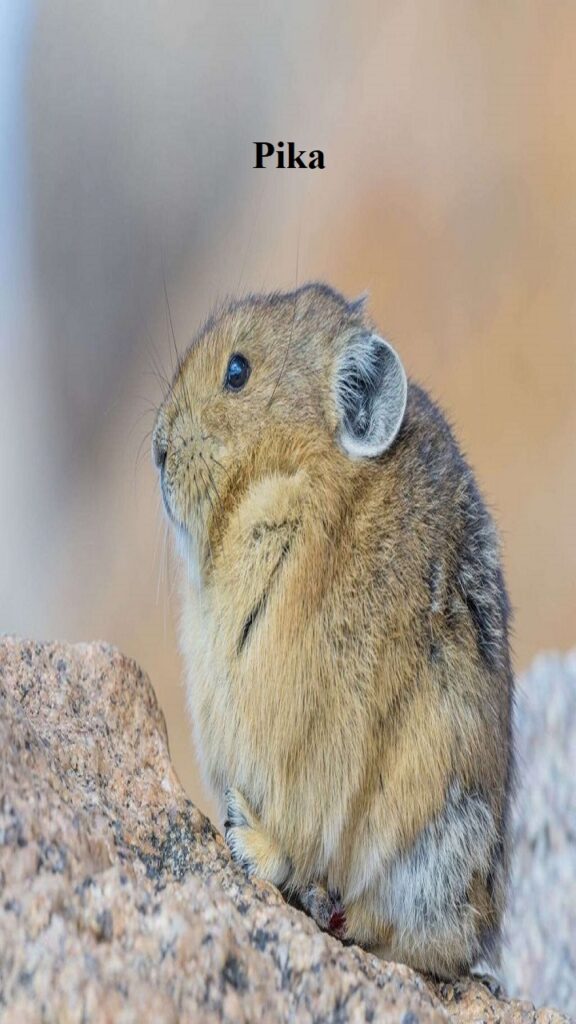 Pika