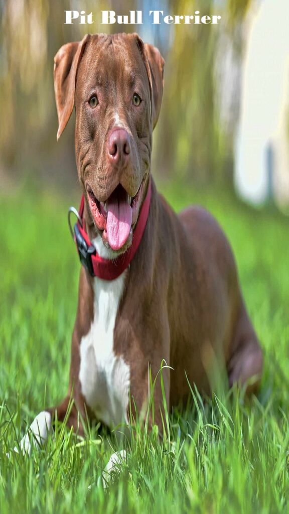 Pit Bull Terrier