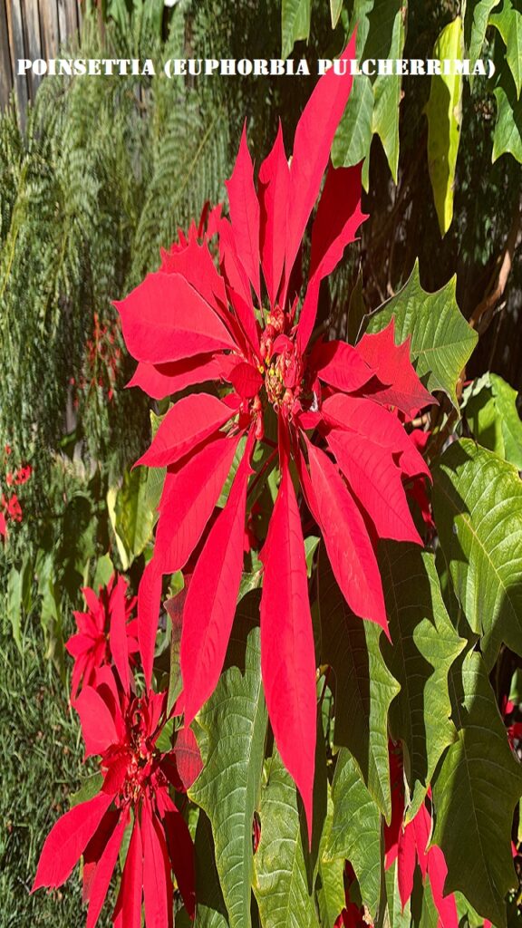 Poinsettia (Euphorbia pulcherrima)