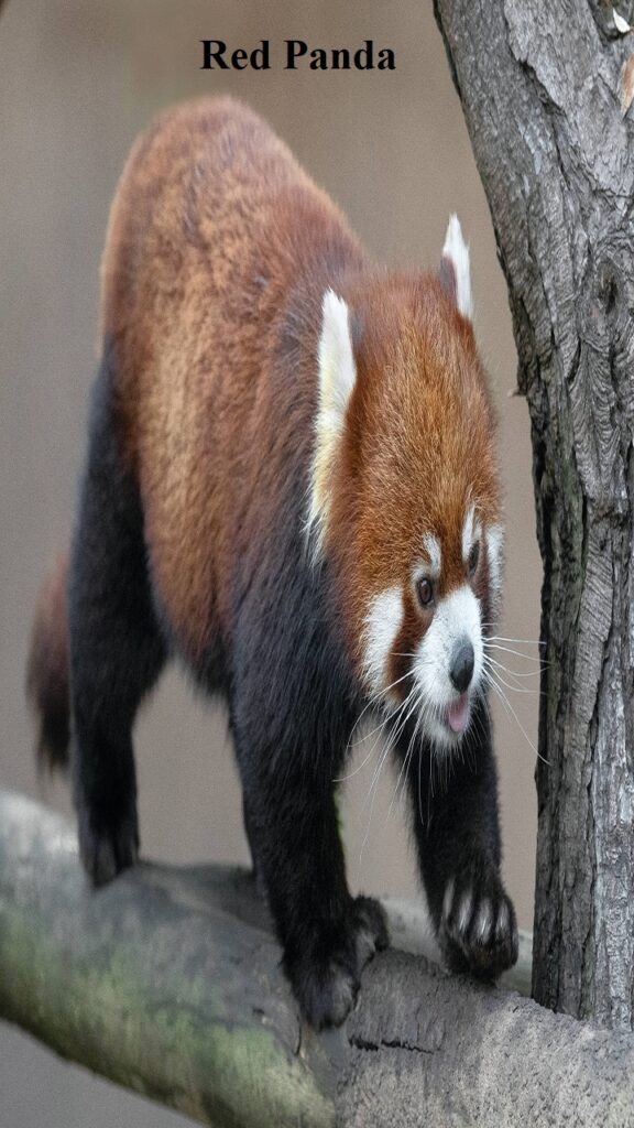 Red Panda