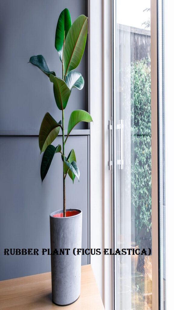 Rubber Plant (Ficus elastica)