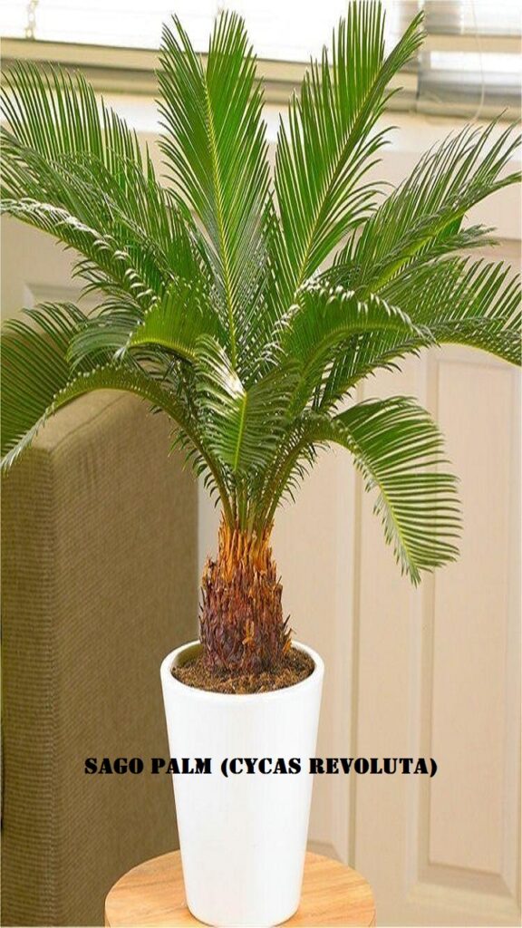 Sago Palm (Cycas revoluta)