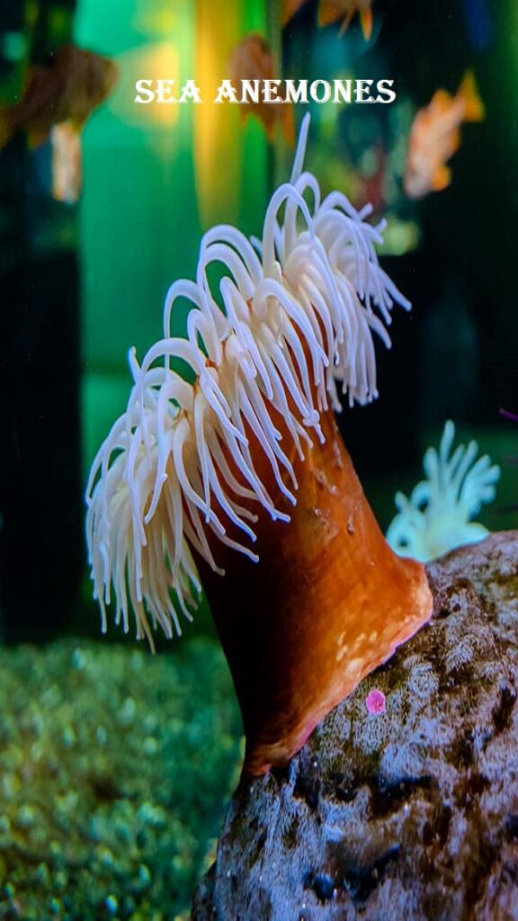 Sea Anemones