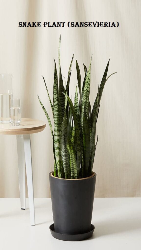 Snake Plant (Sansevieria)