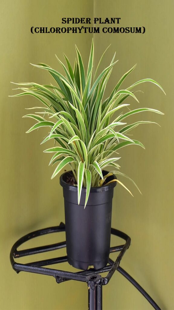 Spider Plant (Chlorophytum comosum)