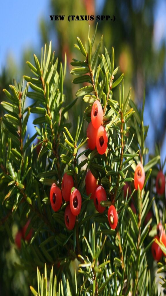 Yew (Taxus spp.)