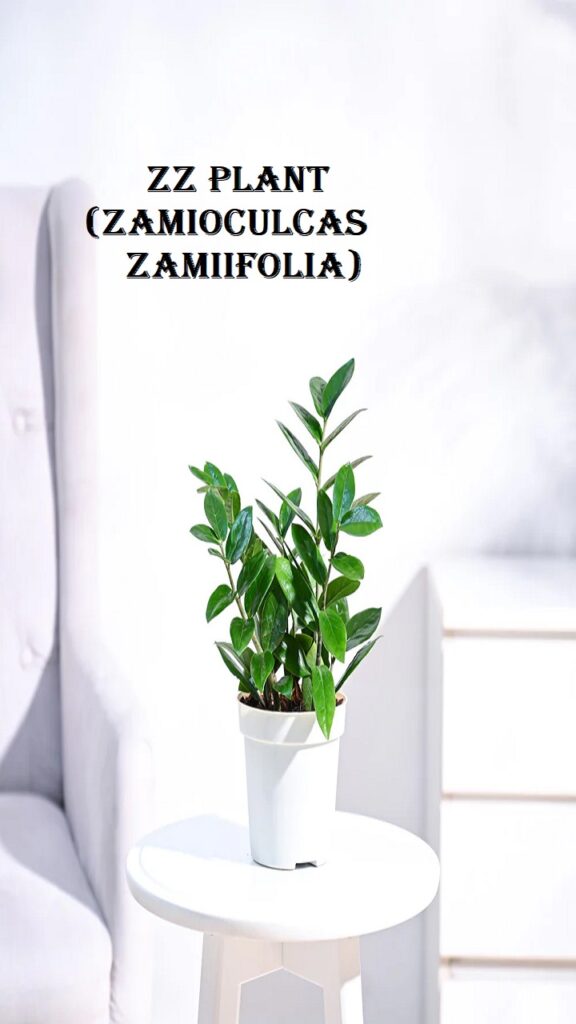 ZZ Plant (Zamioculcas zamiifolia)