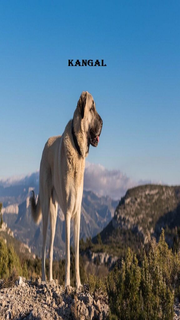 kangal