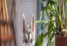 Top 10 Poisonous Plants For Dogs In The World poisonous plants for dogs