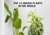 Top 10 Indoor Plants In The World top 10 indoor plants In the world