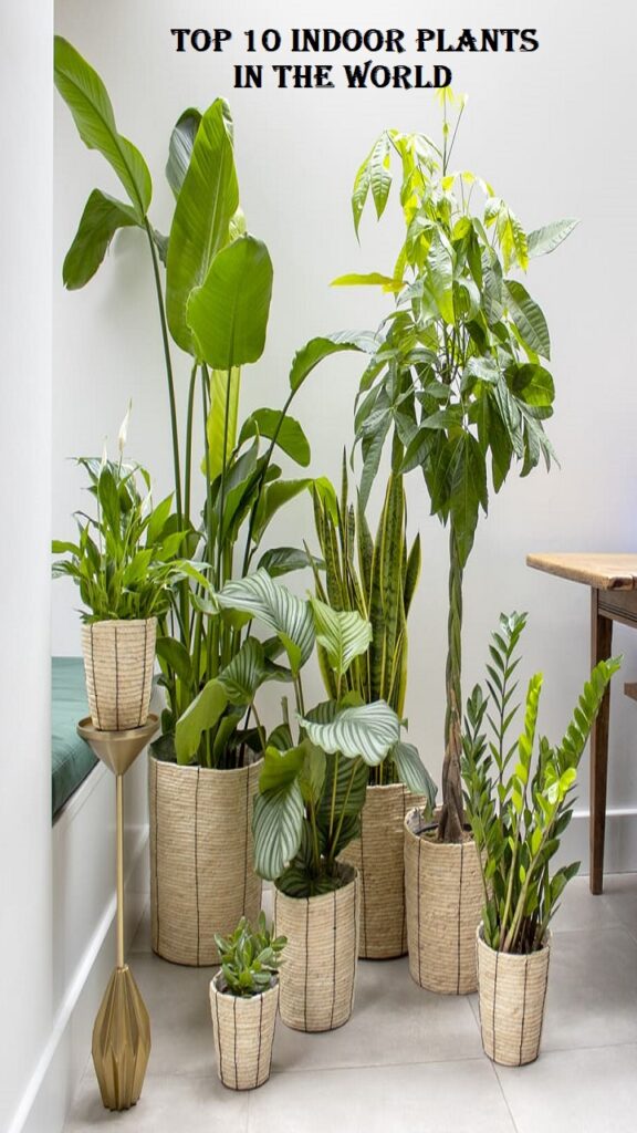 top 10 indoor plants In the world