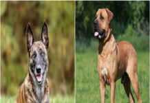 Top 10 Strongest Dog Bite Force top 10 strongest dog bite force