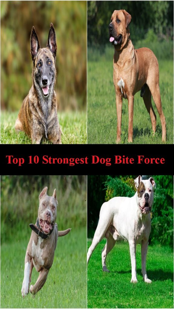 top 10 strongest dog bite force