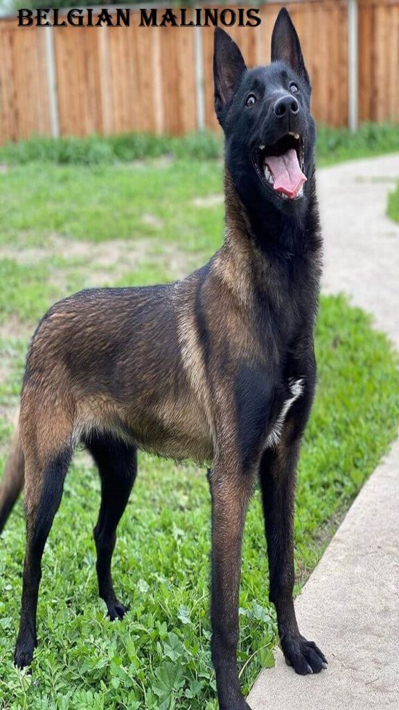 Belgian Malinois