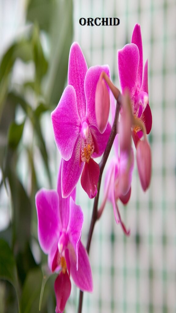 Orchid