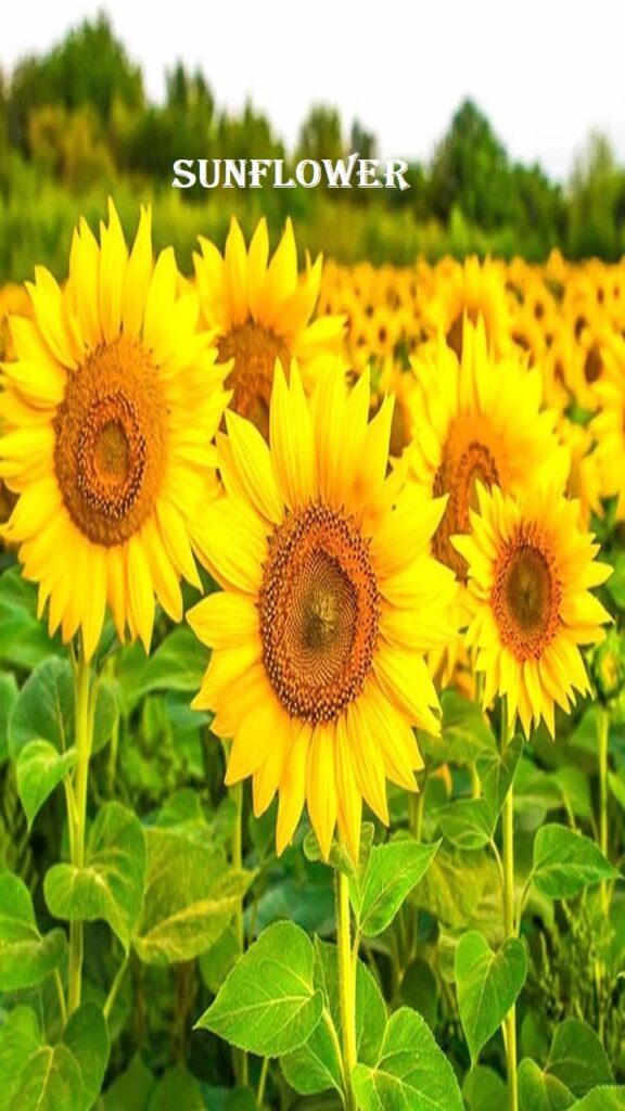 Sunflower