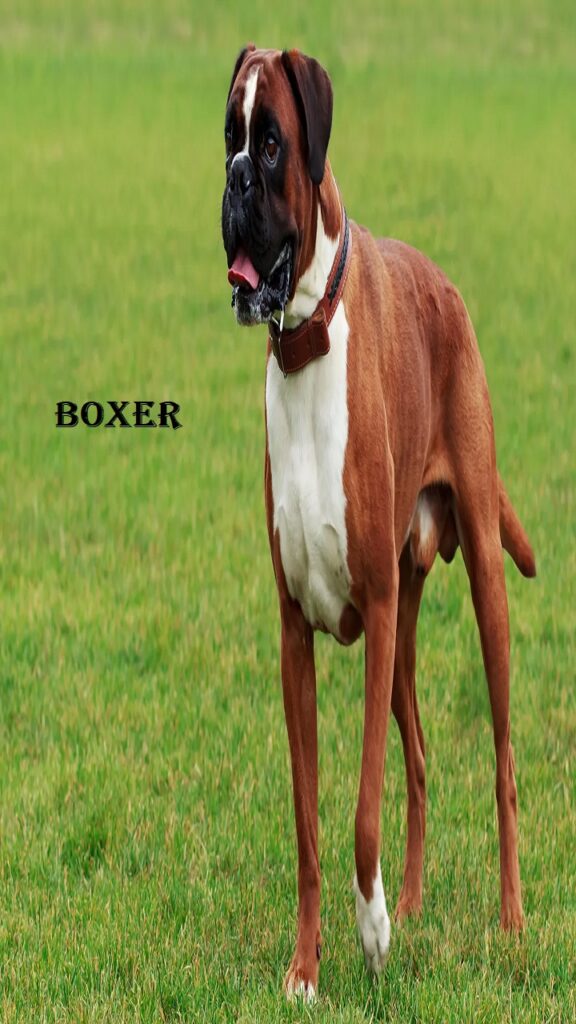 boxer